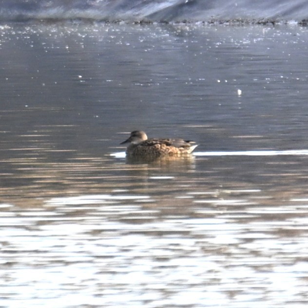 オカヨシガモ - ML647004972