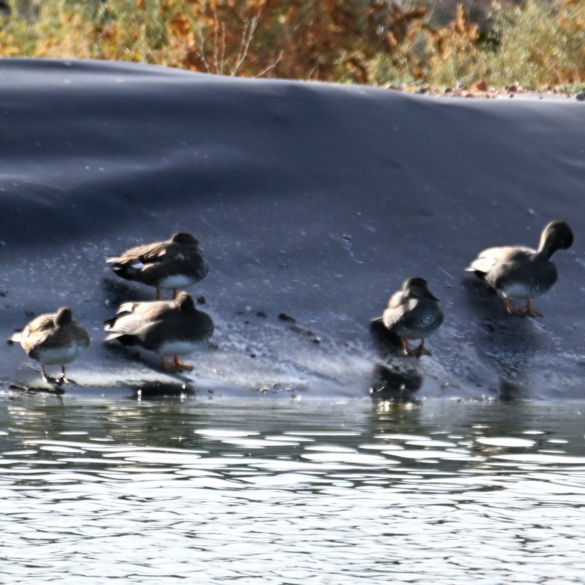 オカヨシガモ - ML647004973