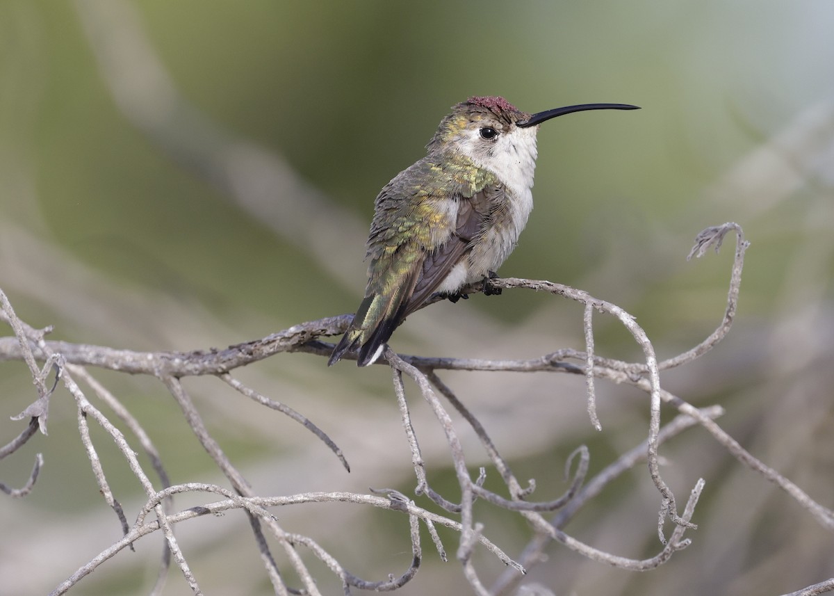 Mexican Sheartail - ML647004974
