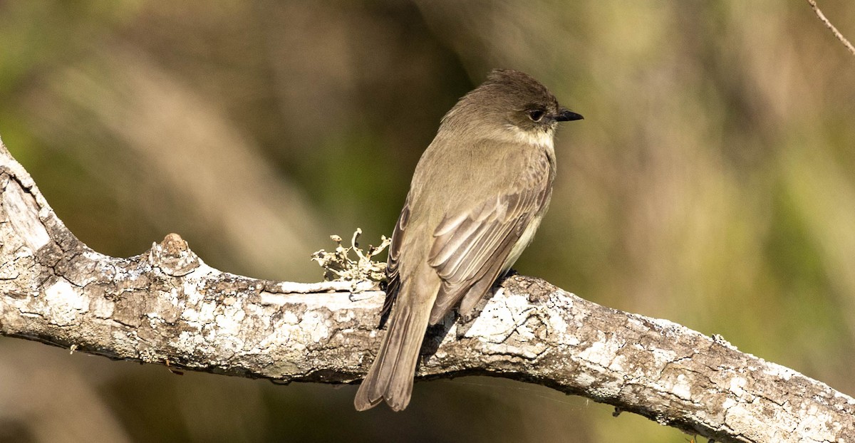 Mosquero Fibí - ML647004976