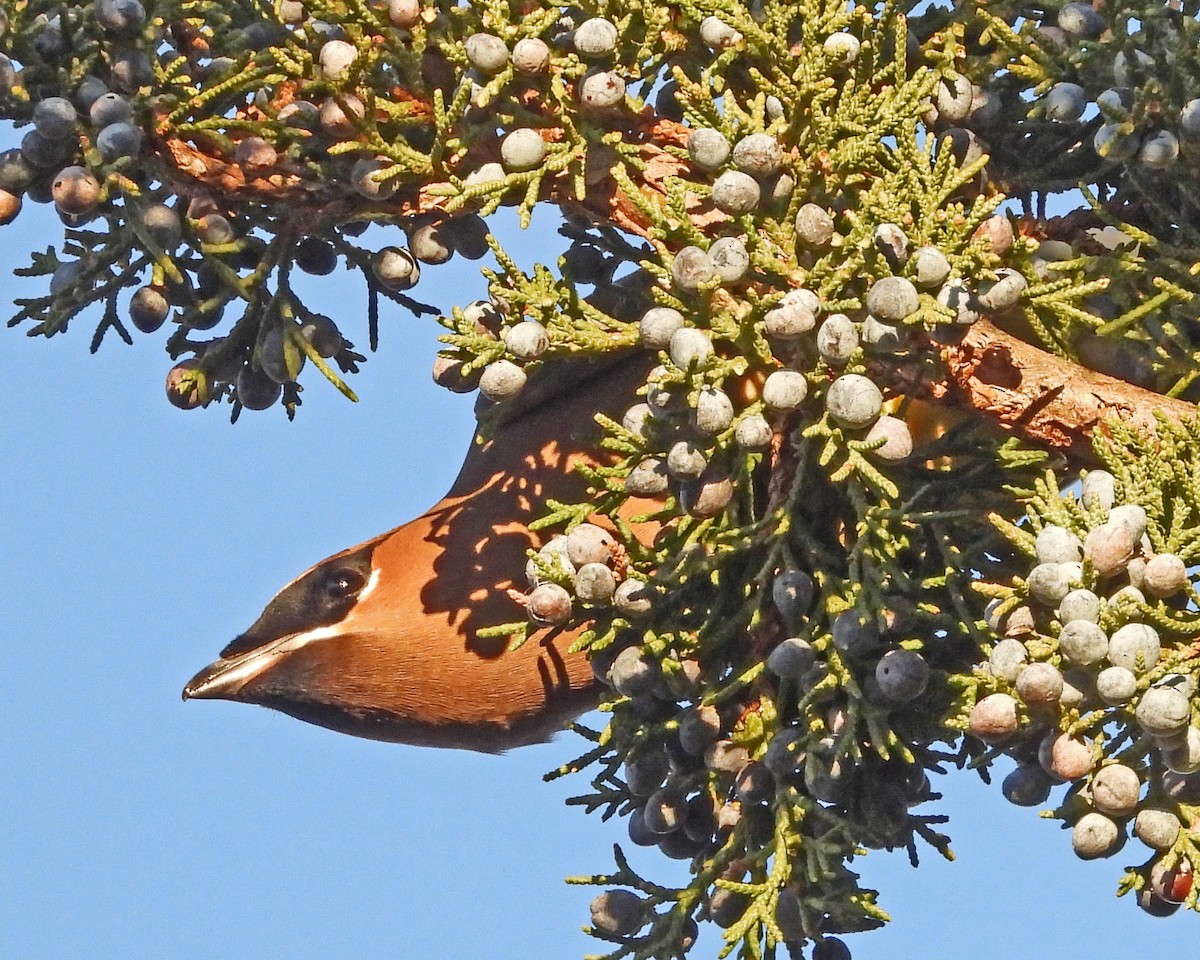 ヒメレンジャク - ML647004979