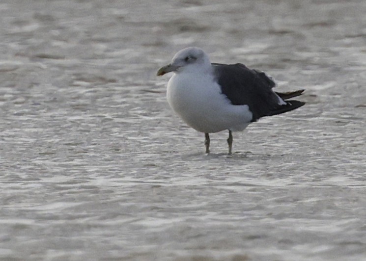 Бэсрэг цахлай - ML647004984