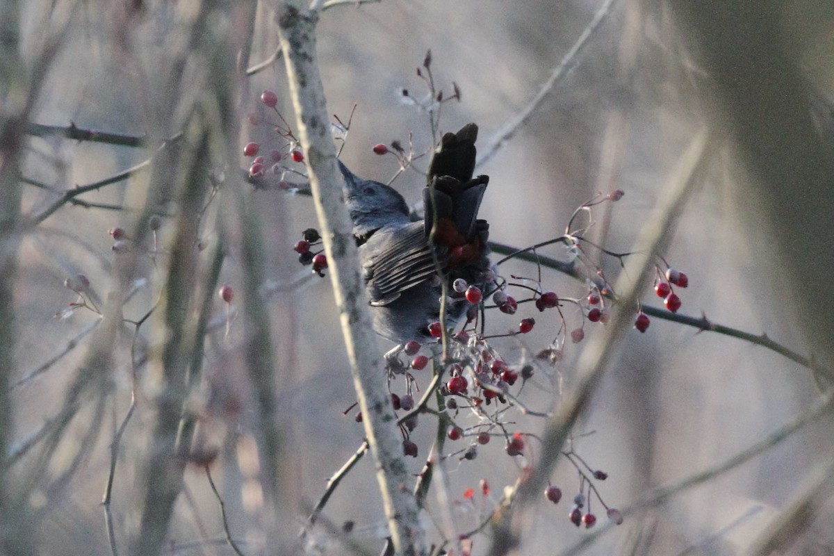 ימימן אמריקני - ML647004986