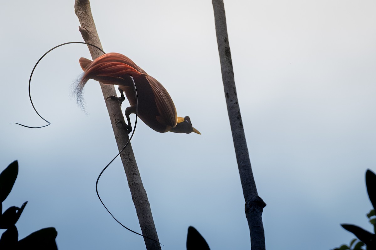 Red Bird-of-Paradise - ML647004987