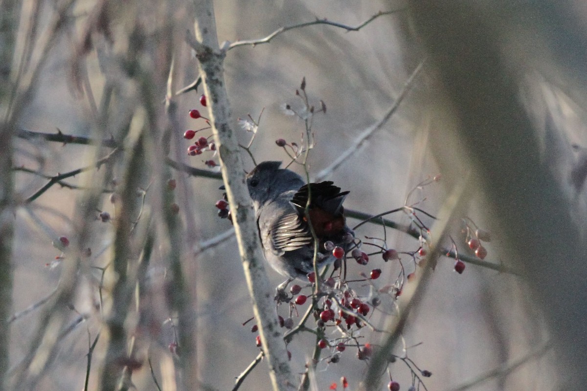 ימימן אמריקני - ML647004989