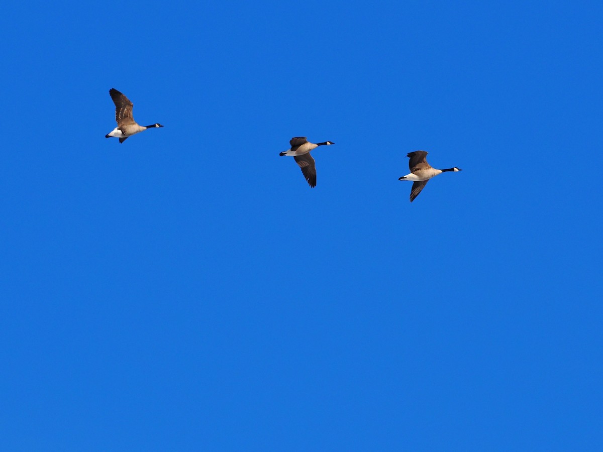 Казарка канадська - ML647004991