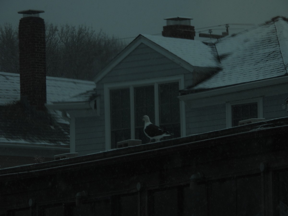 Great Black-backed Gull - ML647004995