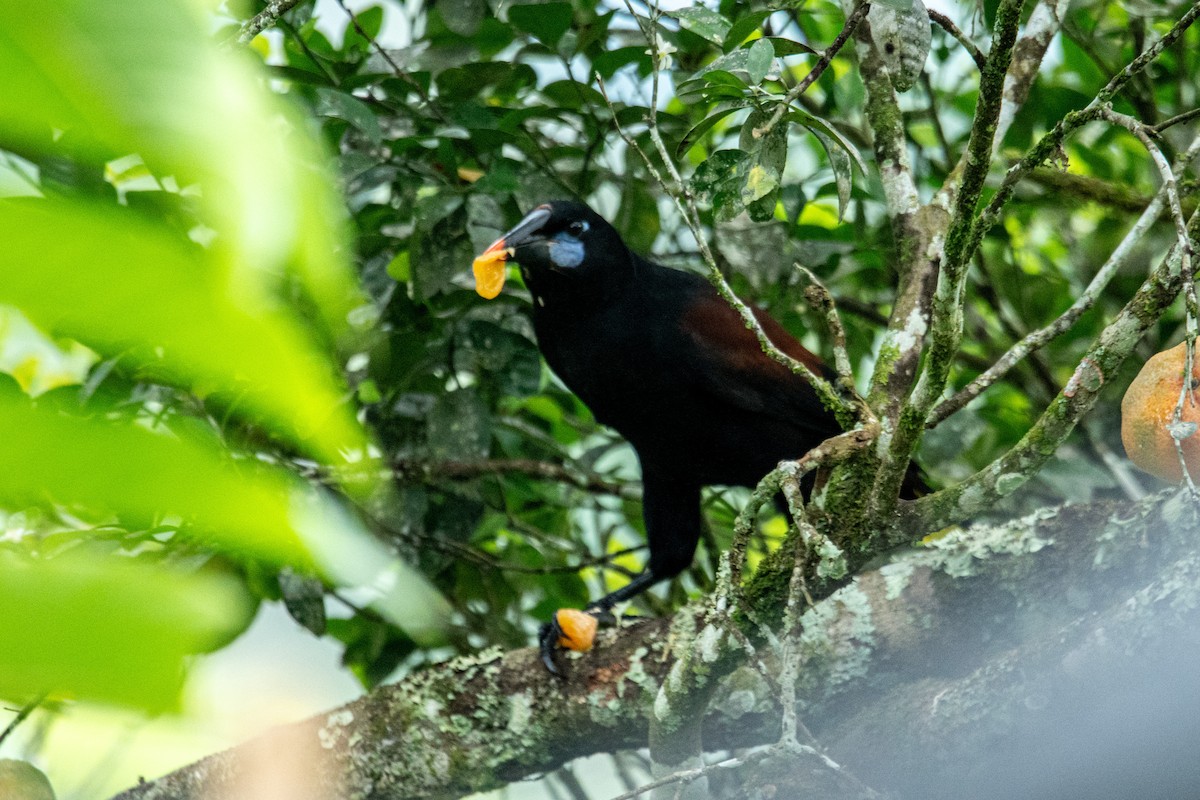 Black Oropendola - ML647004996