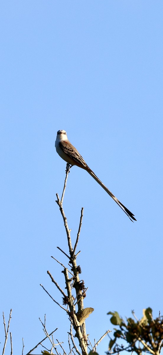 Scissor-tailed Flycatcher - ML647005002