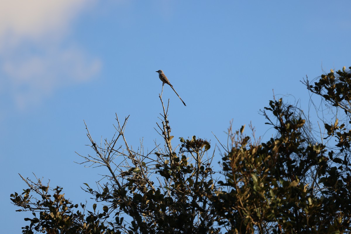 Scissor-tailed Flycatcher - ML647005006