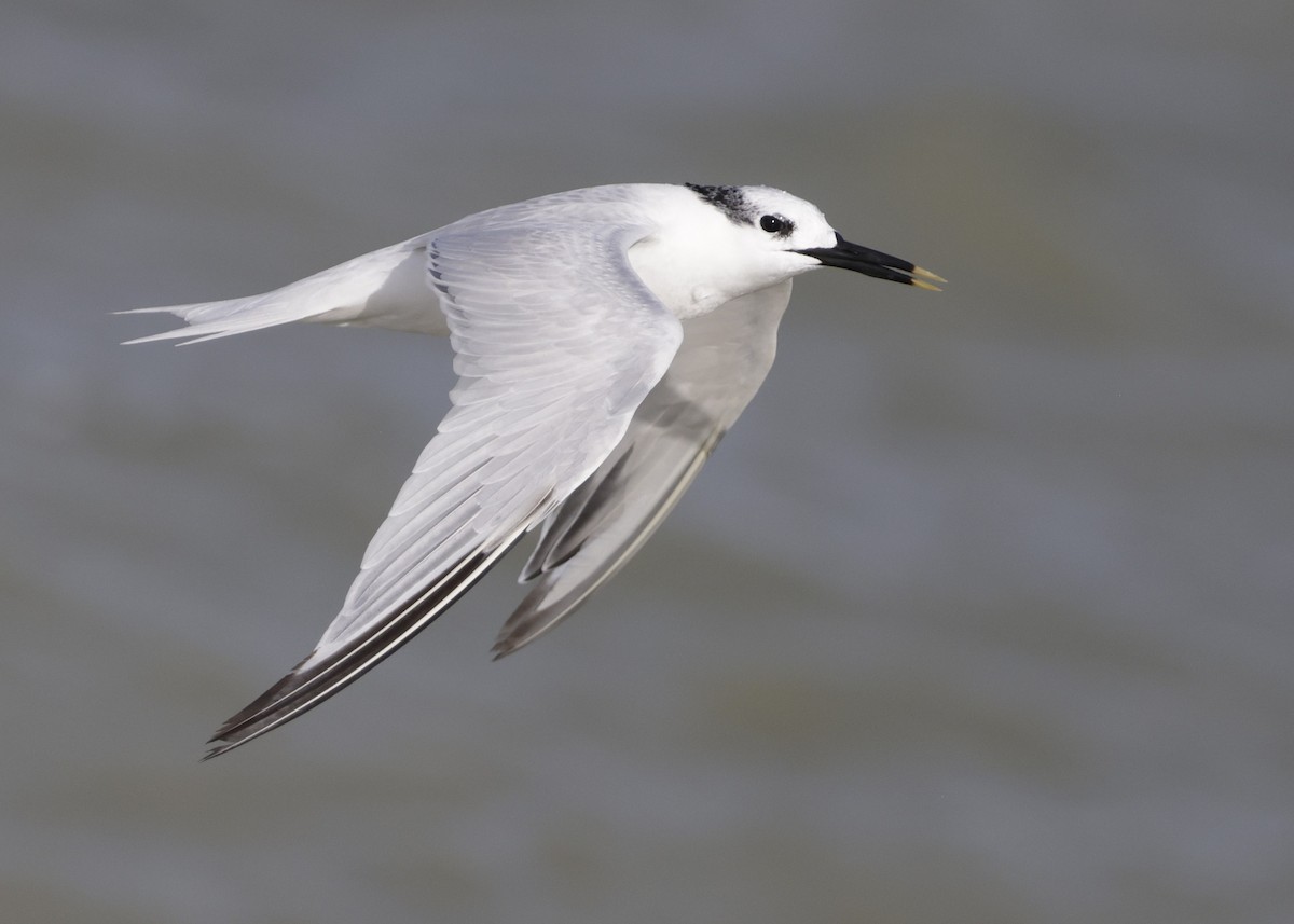 Sandwich Tern (Cabot's) - ML647005007