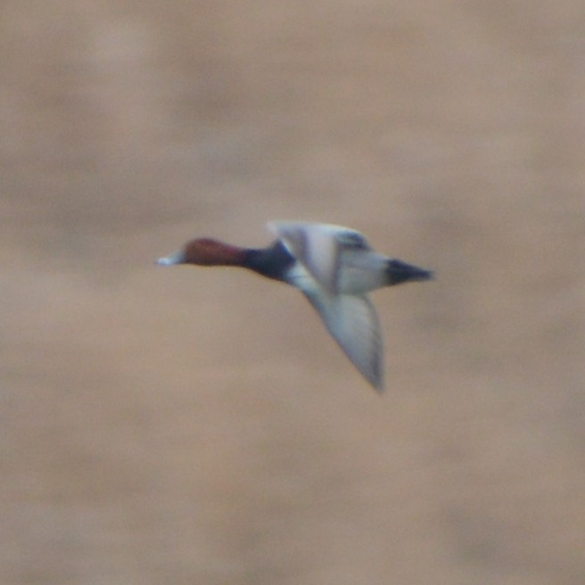 Redhead - ML647005008