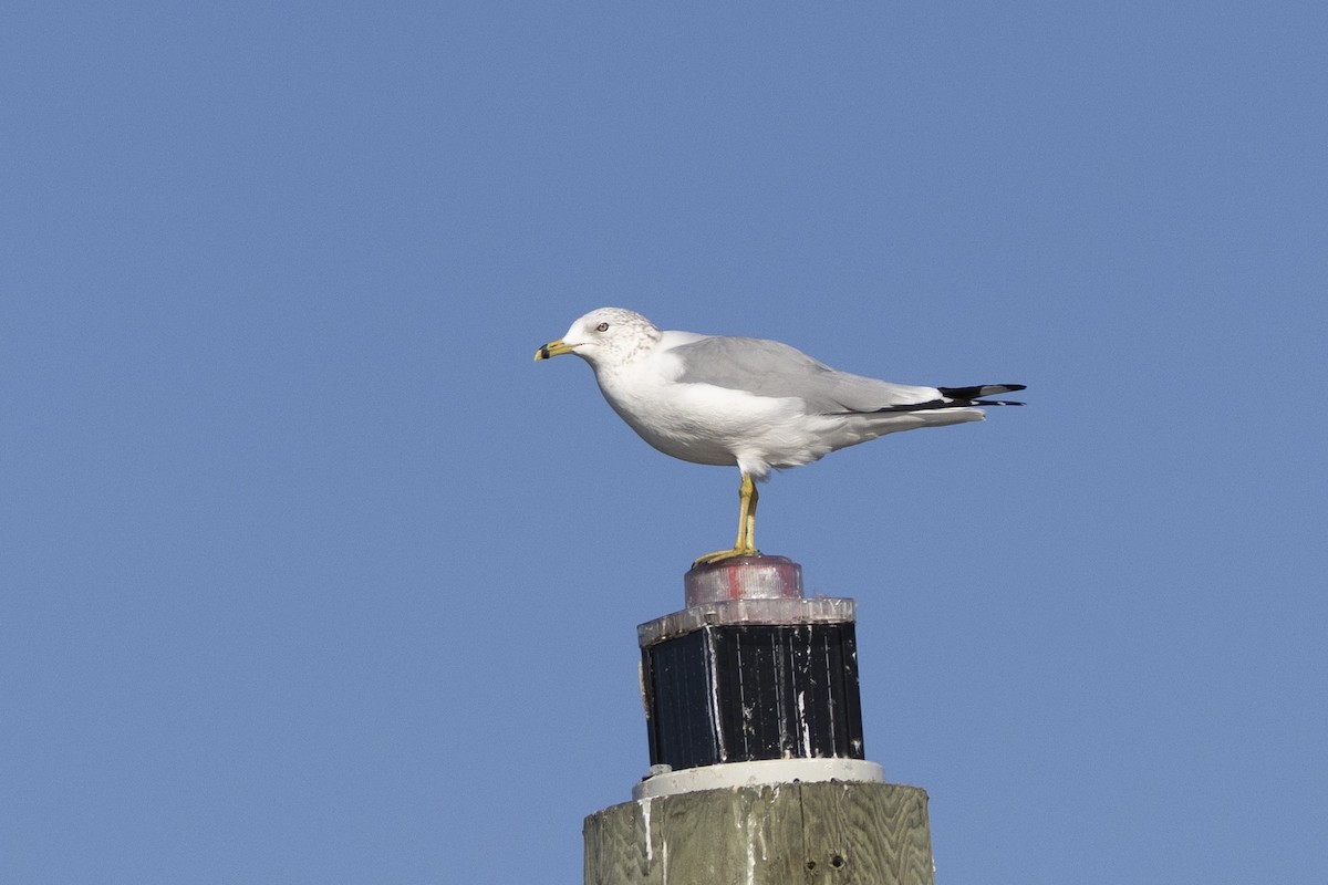 Ring-billed Gull - ML647005010