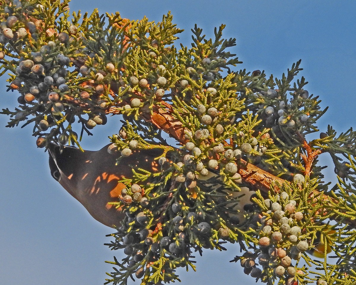 ヒメレンジャク - ML647005016