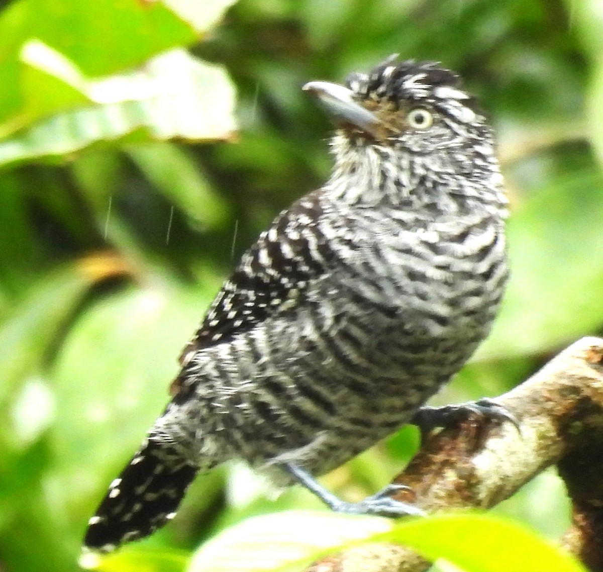 Bindenameisenwürger - ML647005019