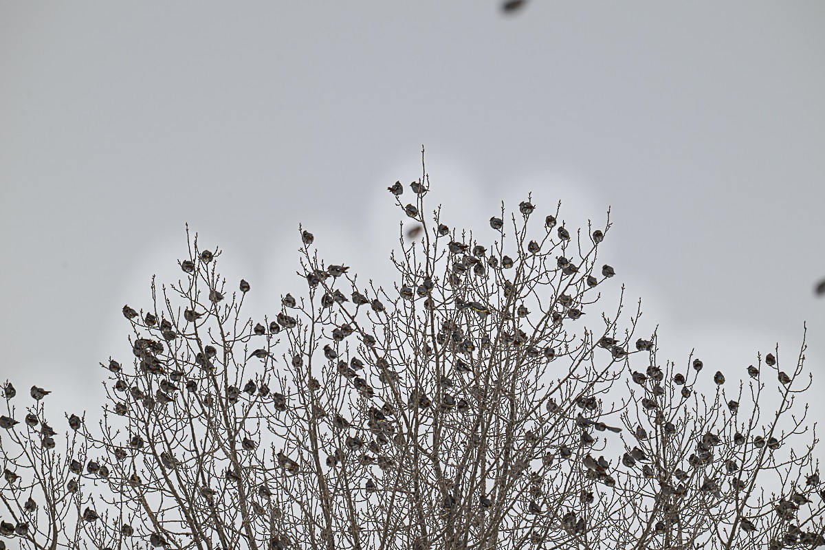 Buztanori boreala - ML647005026