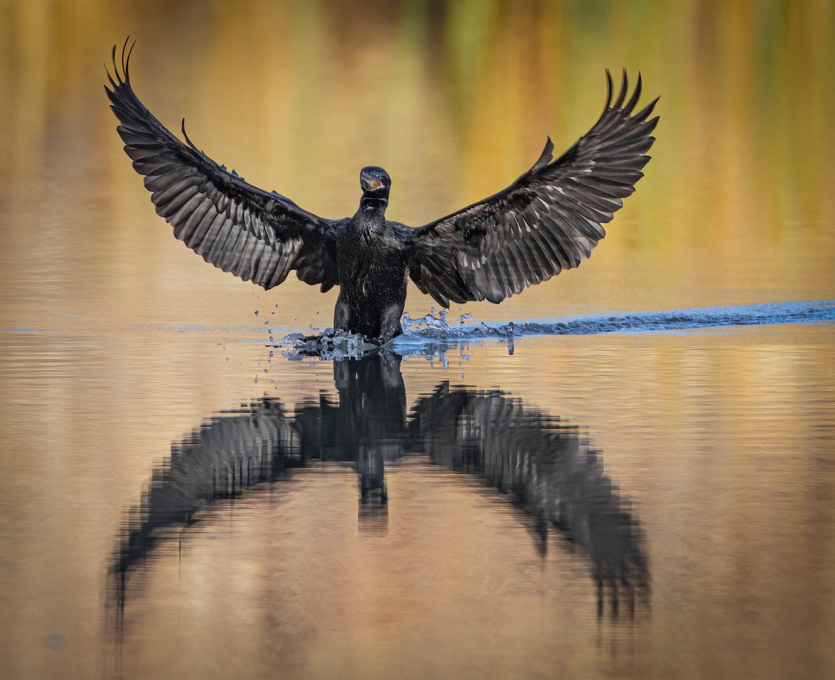 Neotropic Cormorant - ML647005027