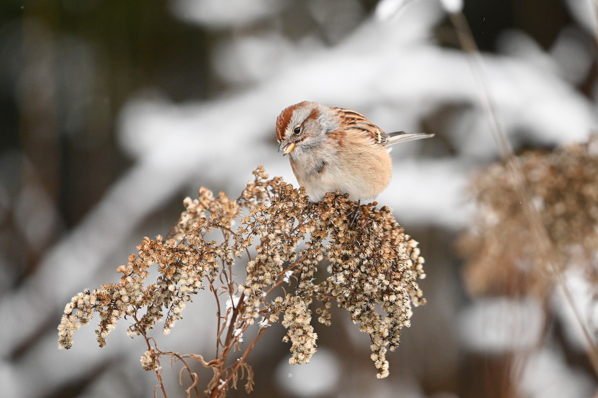 American Tree Sparrow - ML647005029