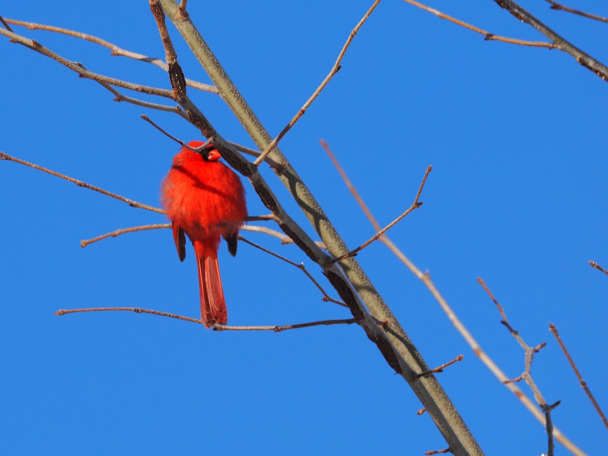 Cardinal rouge - ML647005031