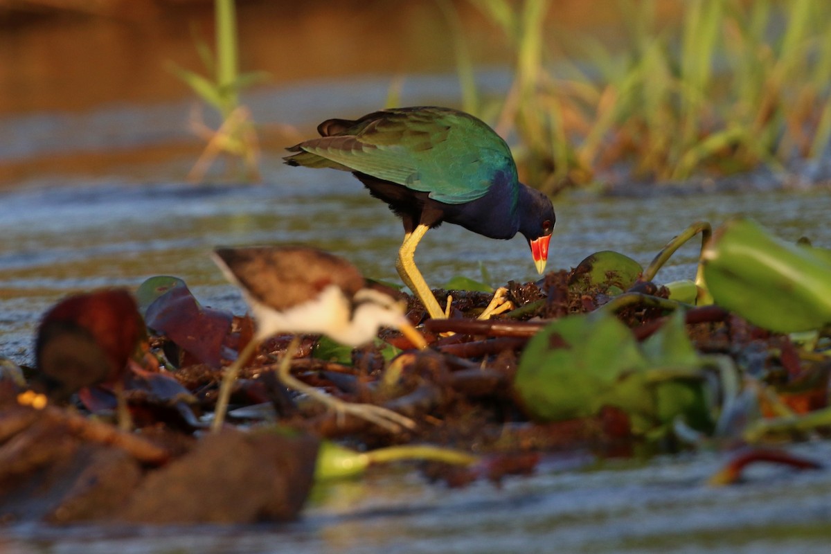 Purple Gallinule - ML647005032