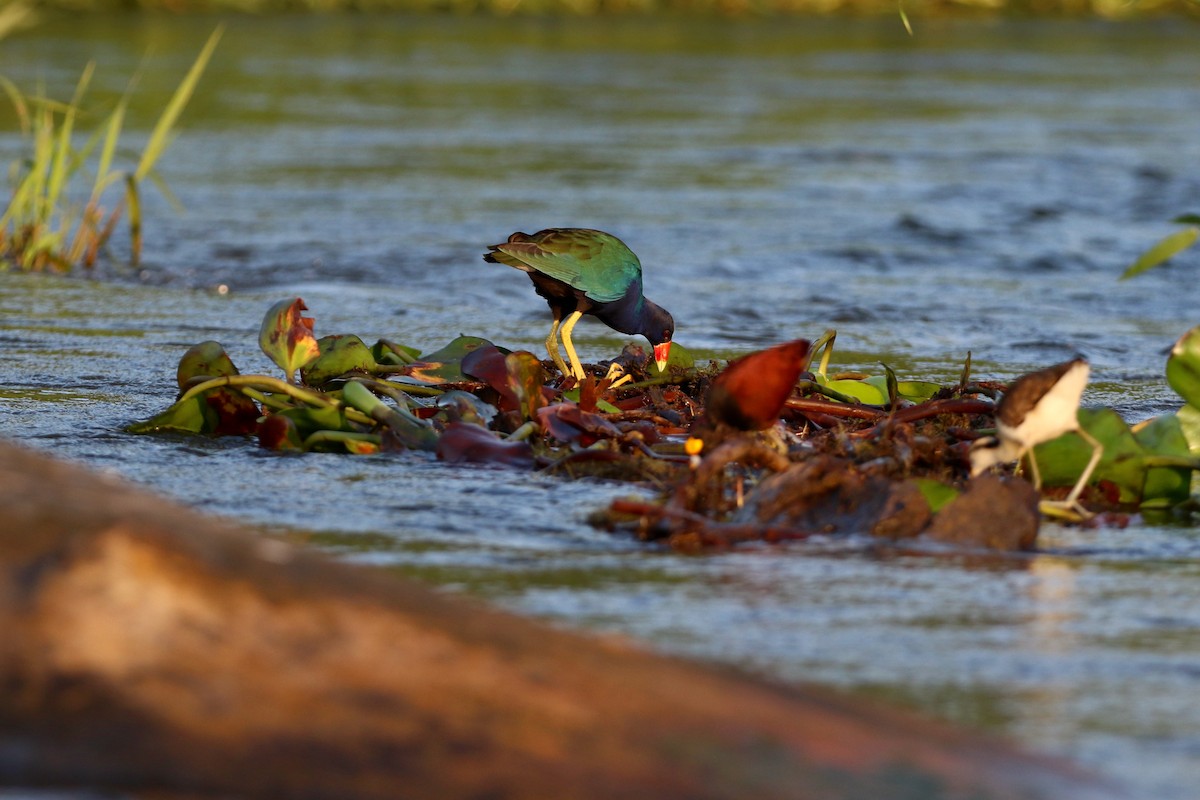 Purple Gallinule - ML647005033