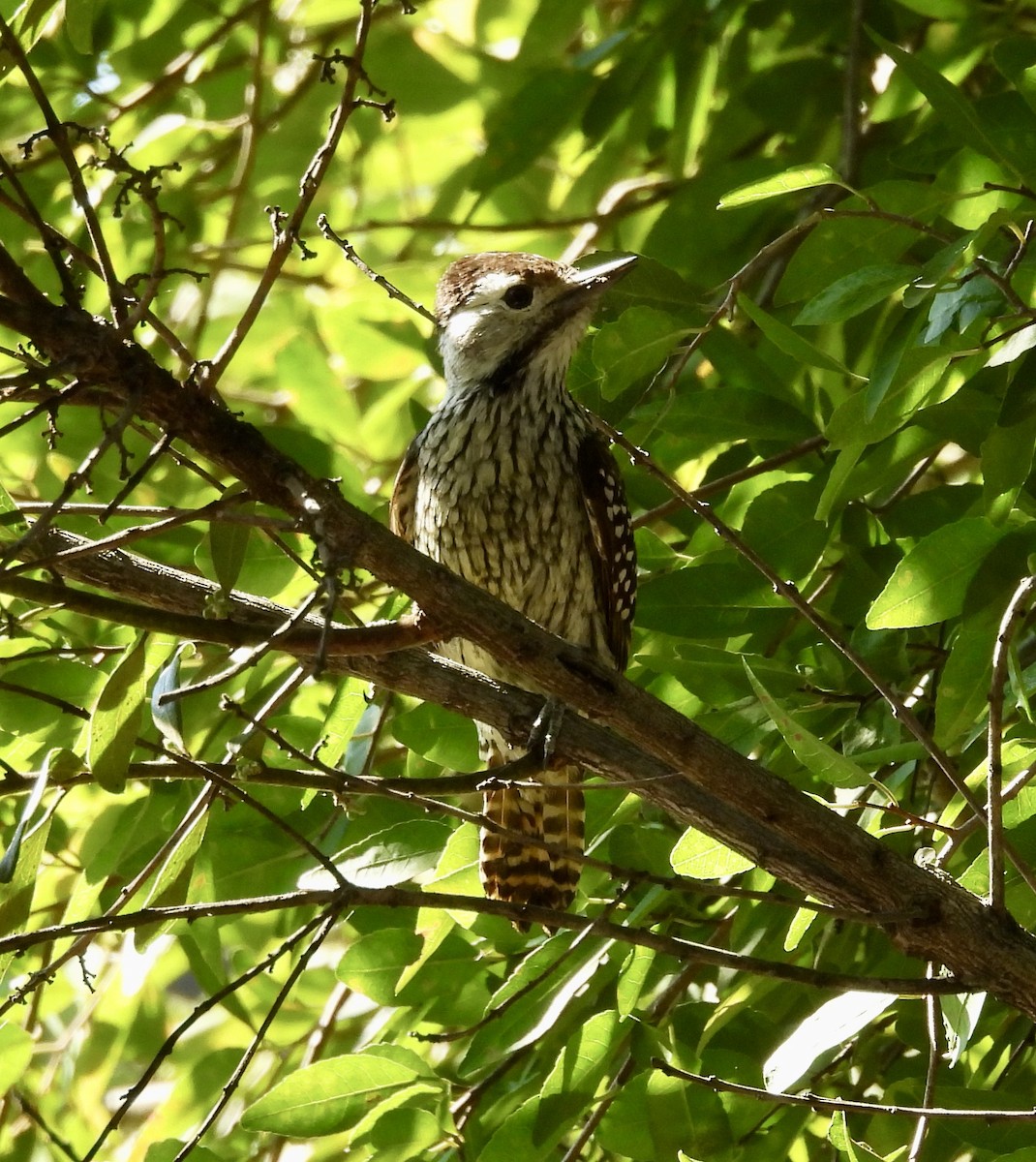 Cardinal Woodpecker - ML647005038