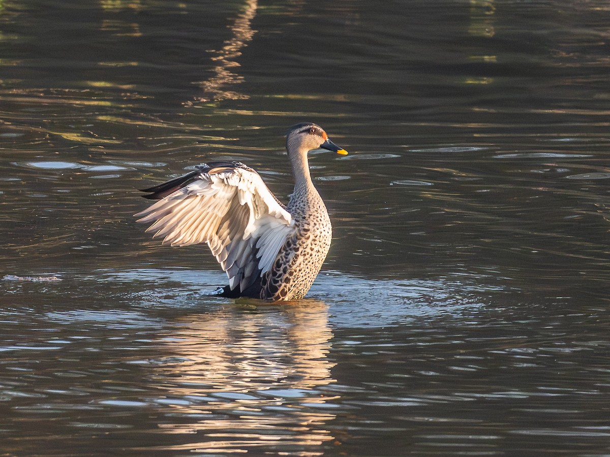 Canard à bec tacheté - ML647005039