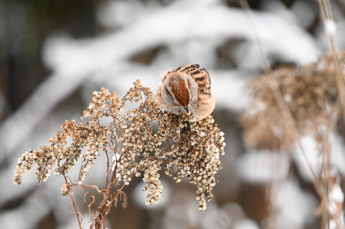 American Tree Sparrow - ML647005040