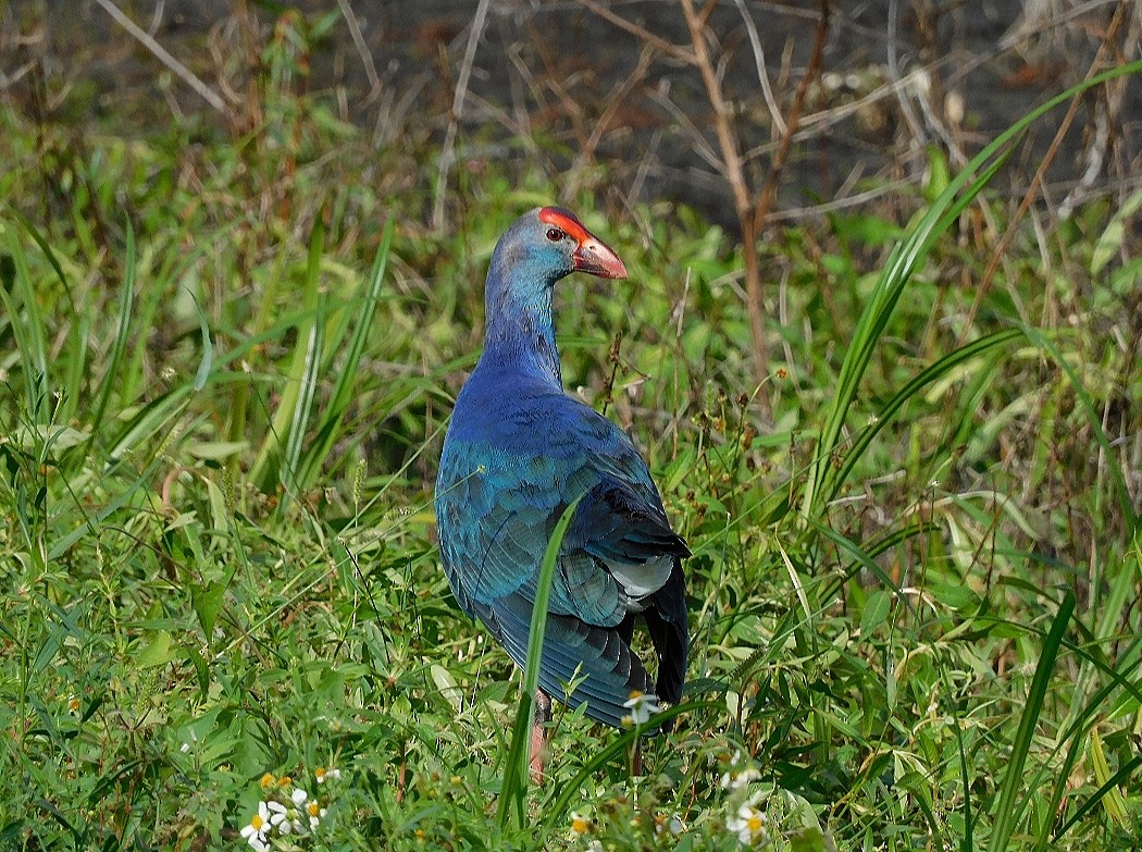 Uroilo urdin burugrisa - ML647005041