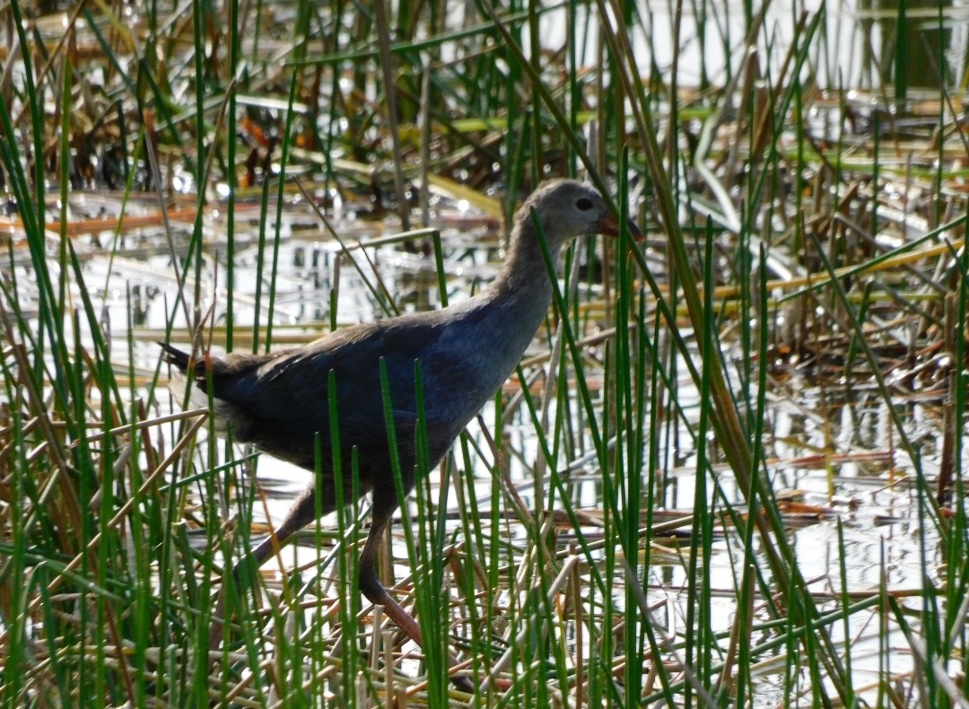 Uroilo urdin burugrisa - ML647005042