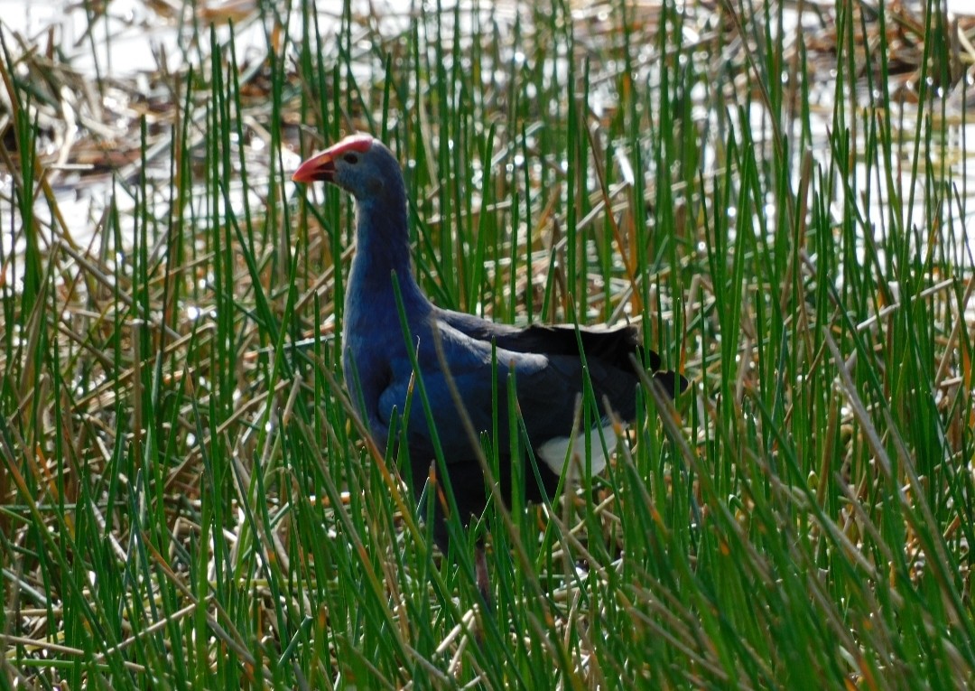 Uroilo urdin burugrisa - ML647005043