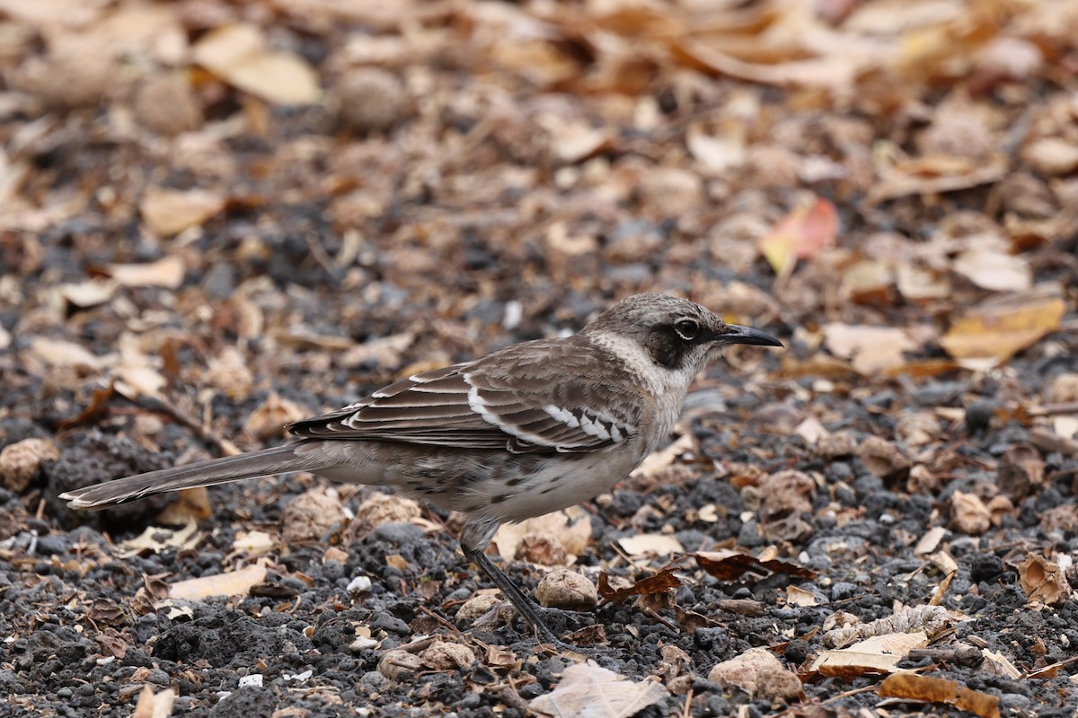 Galapagos Mockingbird - ML647005044