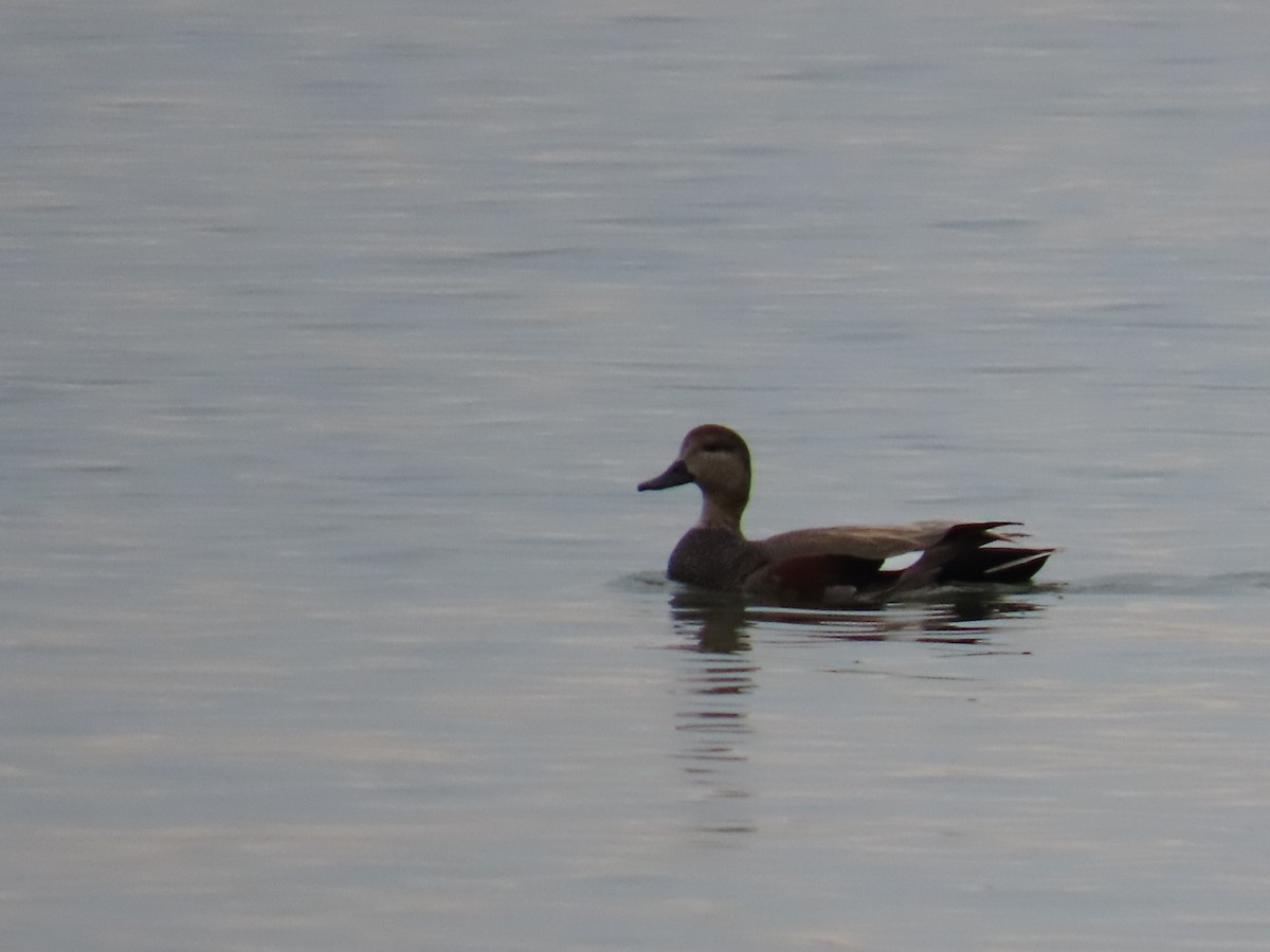 オカヨシガモ - ML647005046