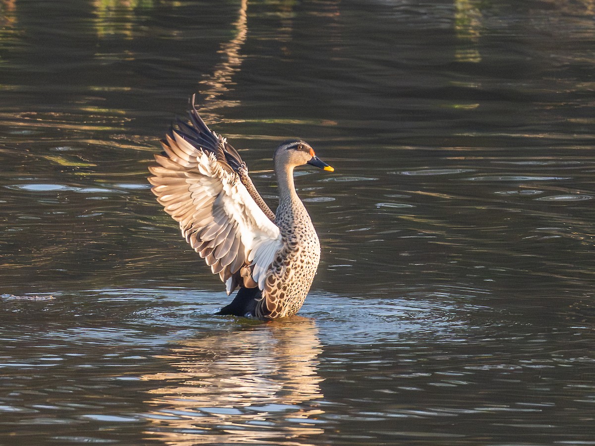 Canard à bec tacheté - ML647005047