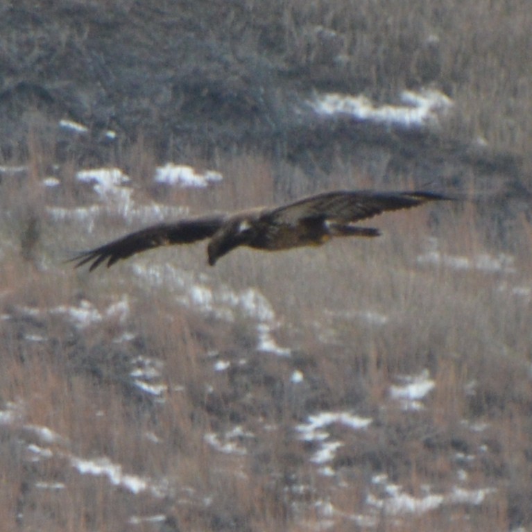 Bald Eagle - ML647005052