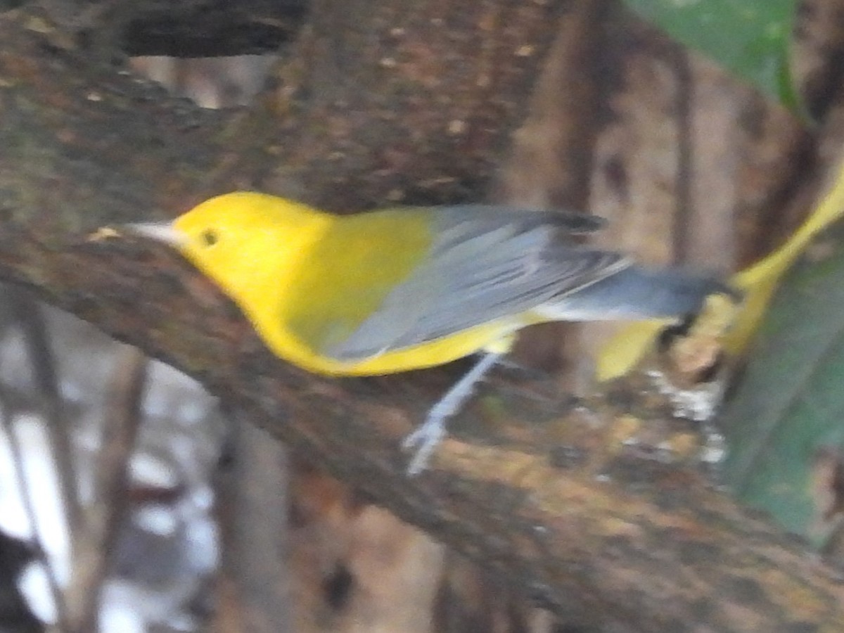 Prothonotary Warbler - ML647005056