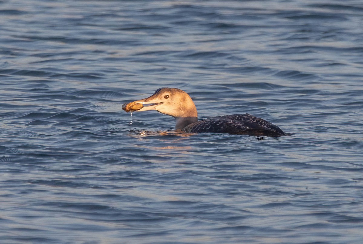 ハシジロアビ - ML647005060