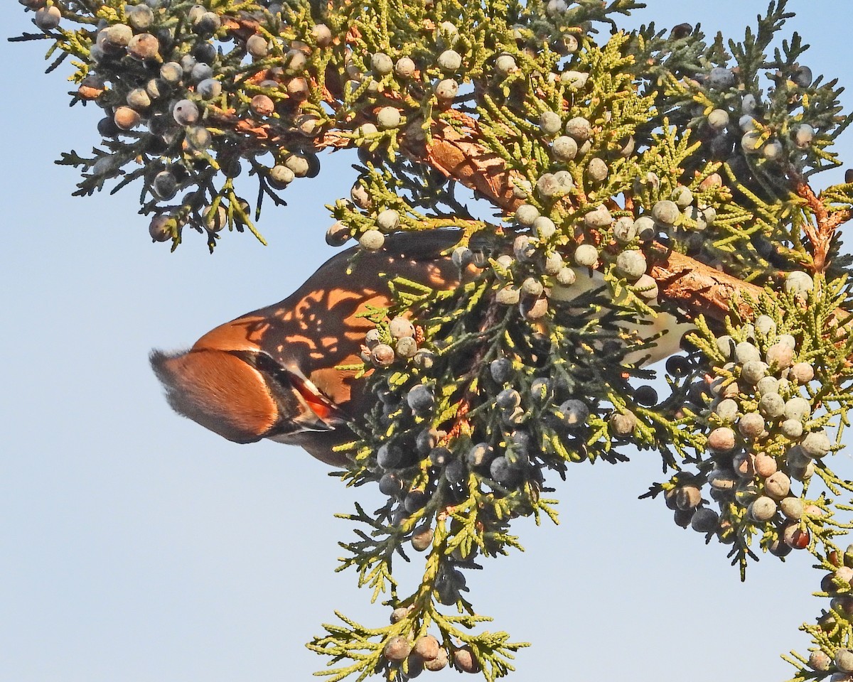 ヒメレンジャク - ML647005061