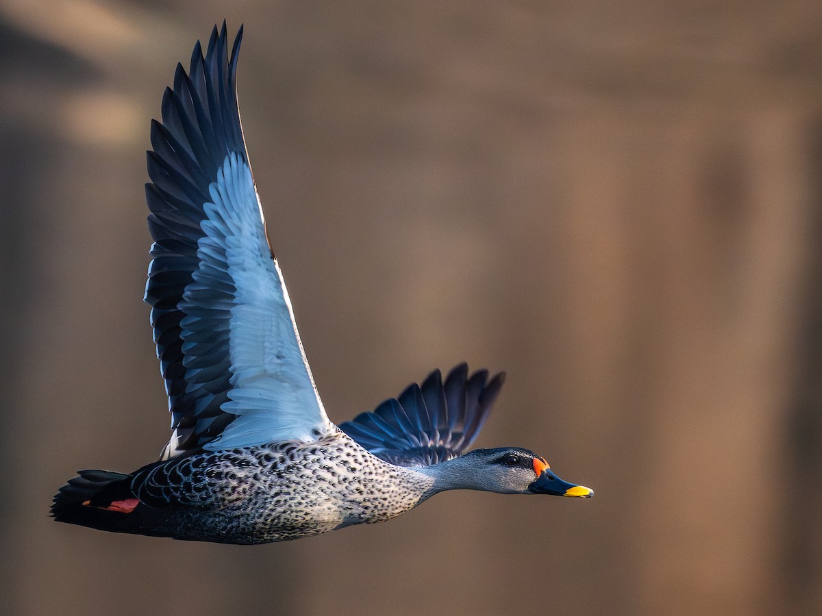 Canard à bec tacheté - ML647005063