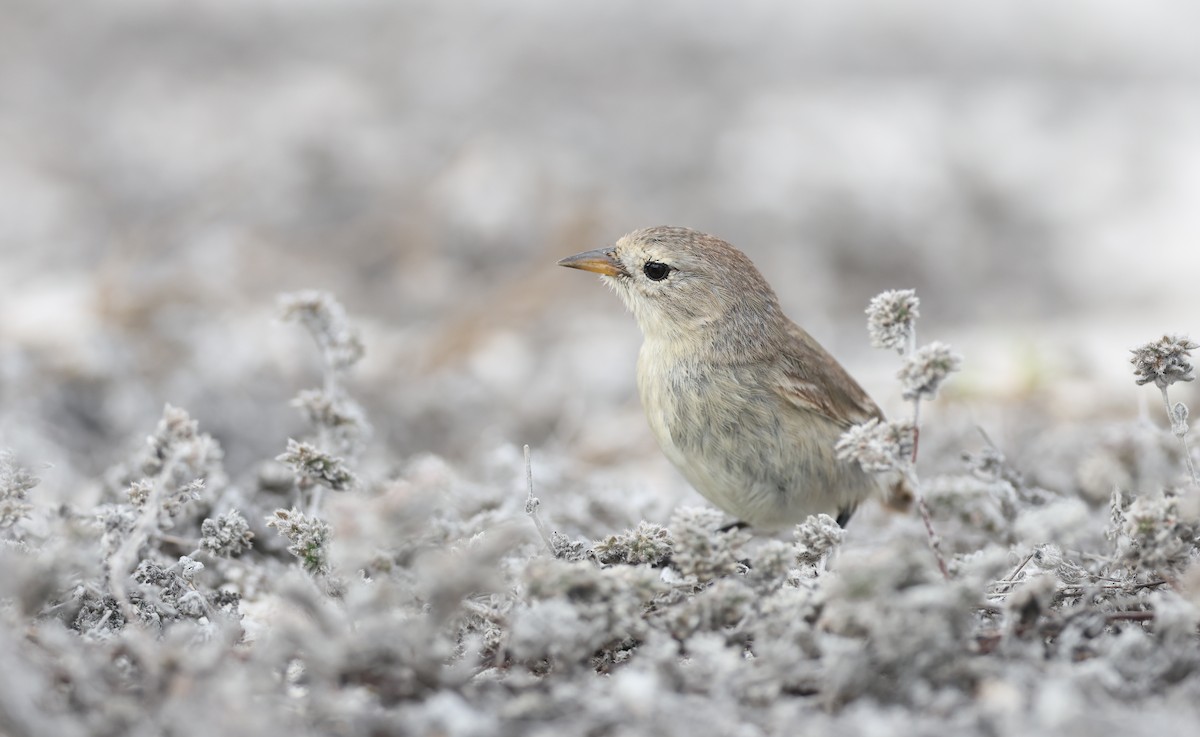Laubsänger-Darwinfink - ML647005066