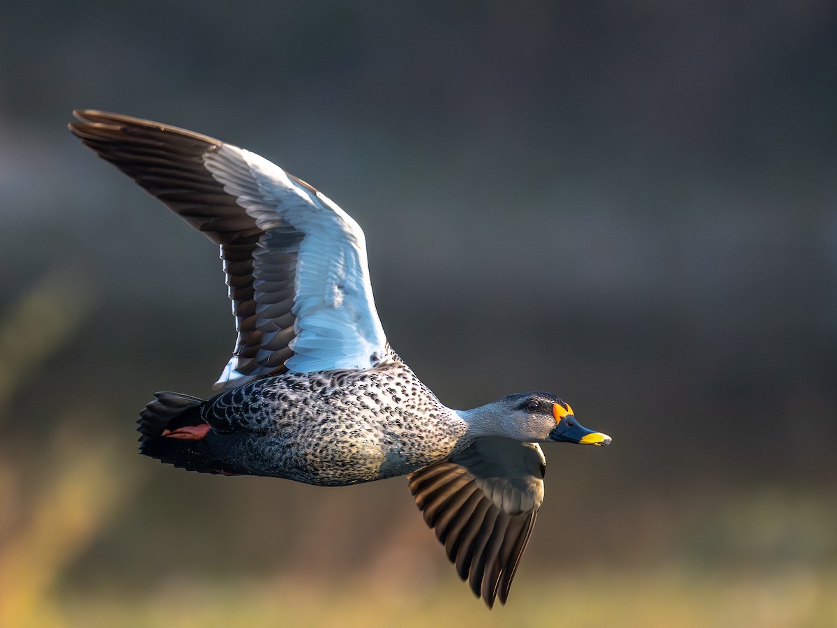 Canard à bec tacheté - ML647005070
