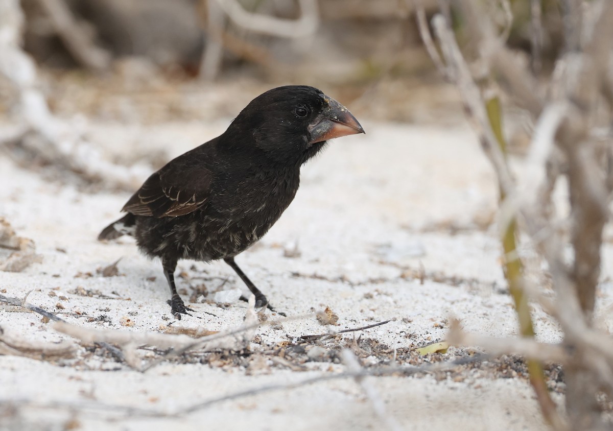 Españolagrundfink - ML647005073