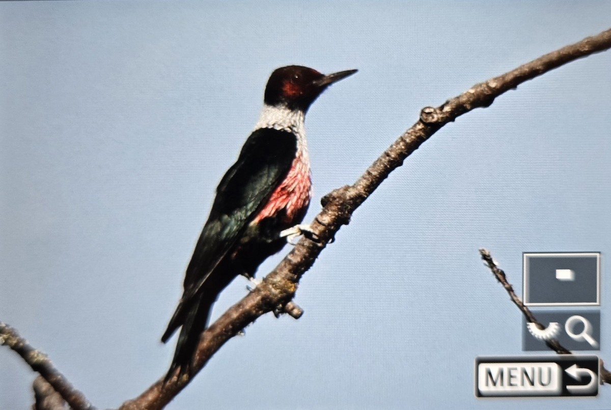Lewis's Woodpecker - ML647005076