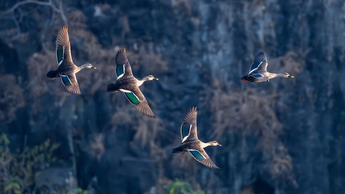 Canard à bec tacheté - ML647005084