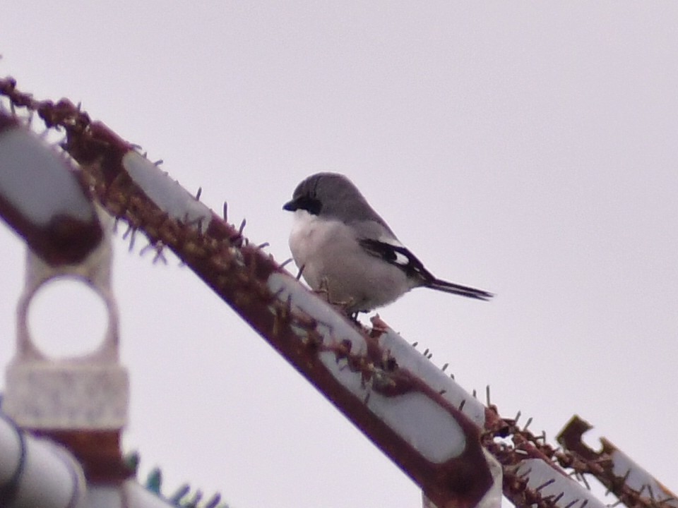 Сорокопуд американський - ML647005088