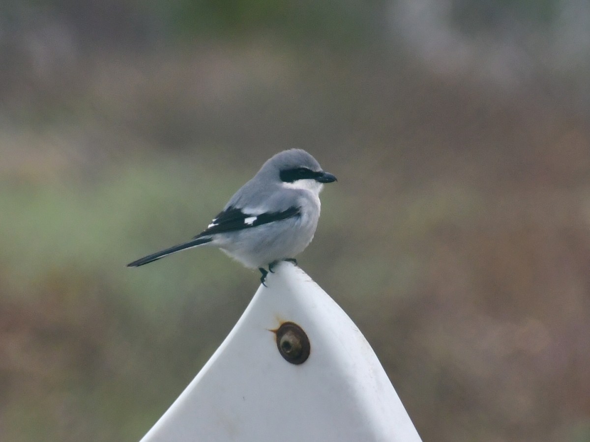 Сорокопуд американський - ML647005090