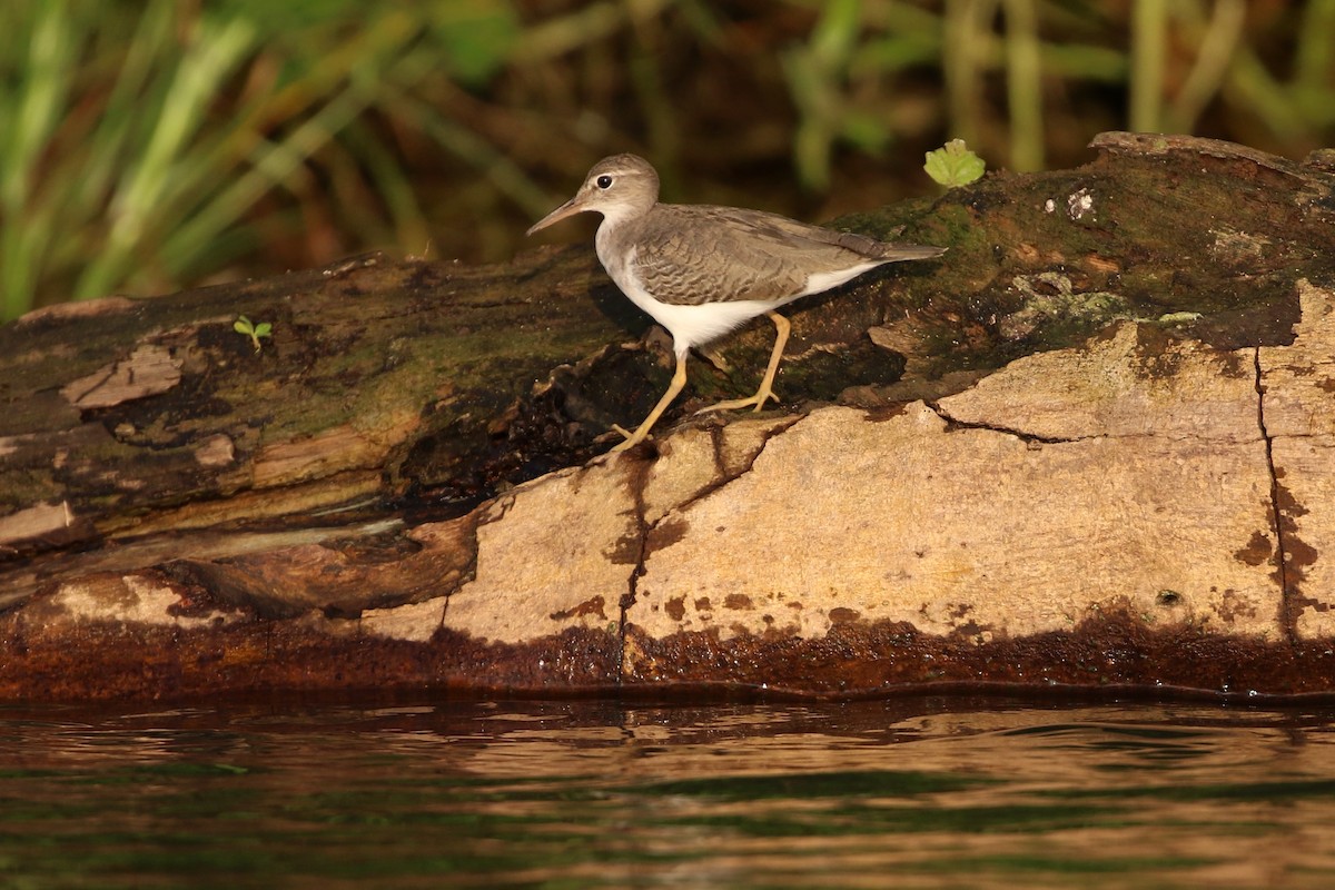 アメリカイソシギ - ML647005092