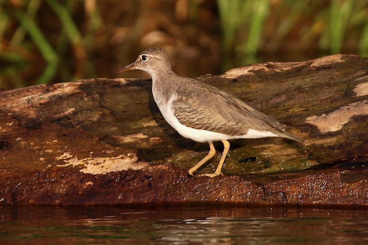 アメリカイソシギ - ML647005093