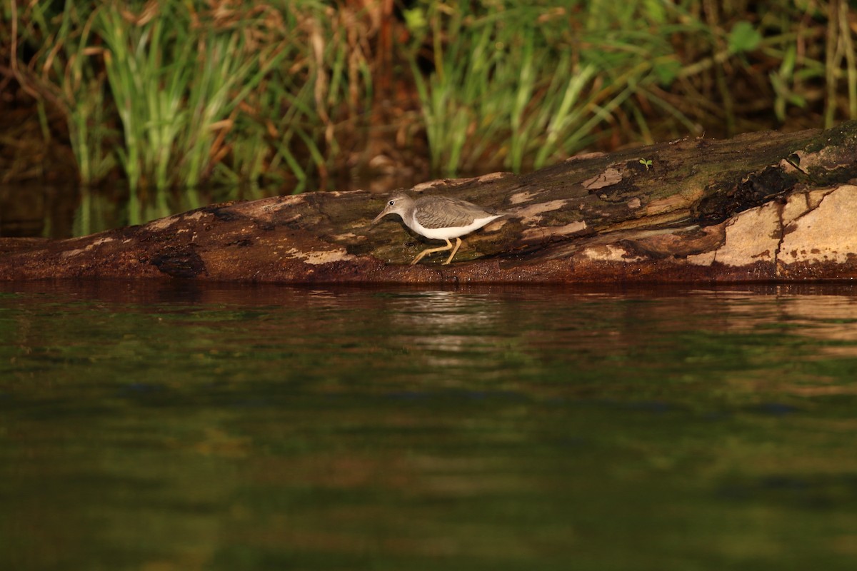 アメリカイソシギ - ML647005094