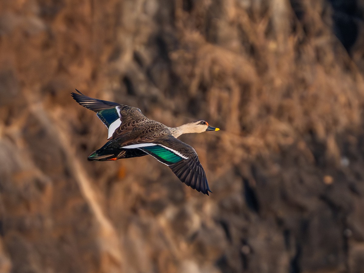 Canard à bec tacheté - ML647005102